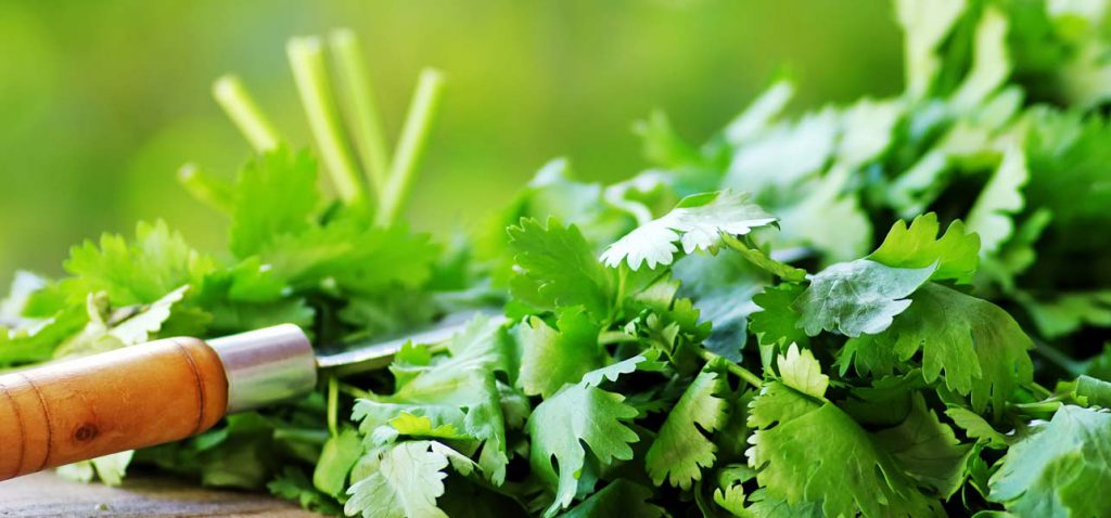 20-Best-Benefits-Of-Cilantro-For-Skin-Hair-And-Health