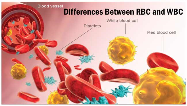 WBC RBC in Human Blood Vessel