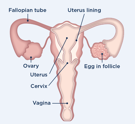 female reproductive organ