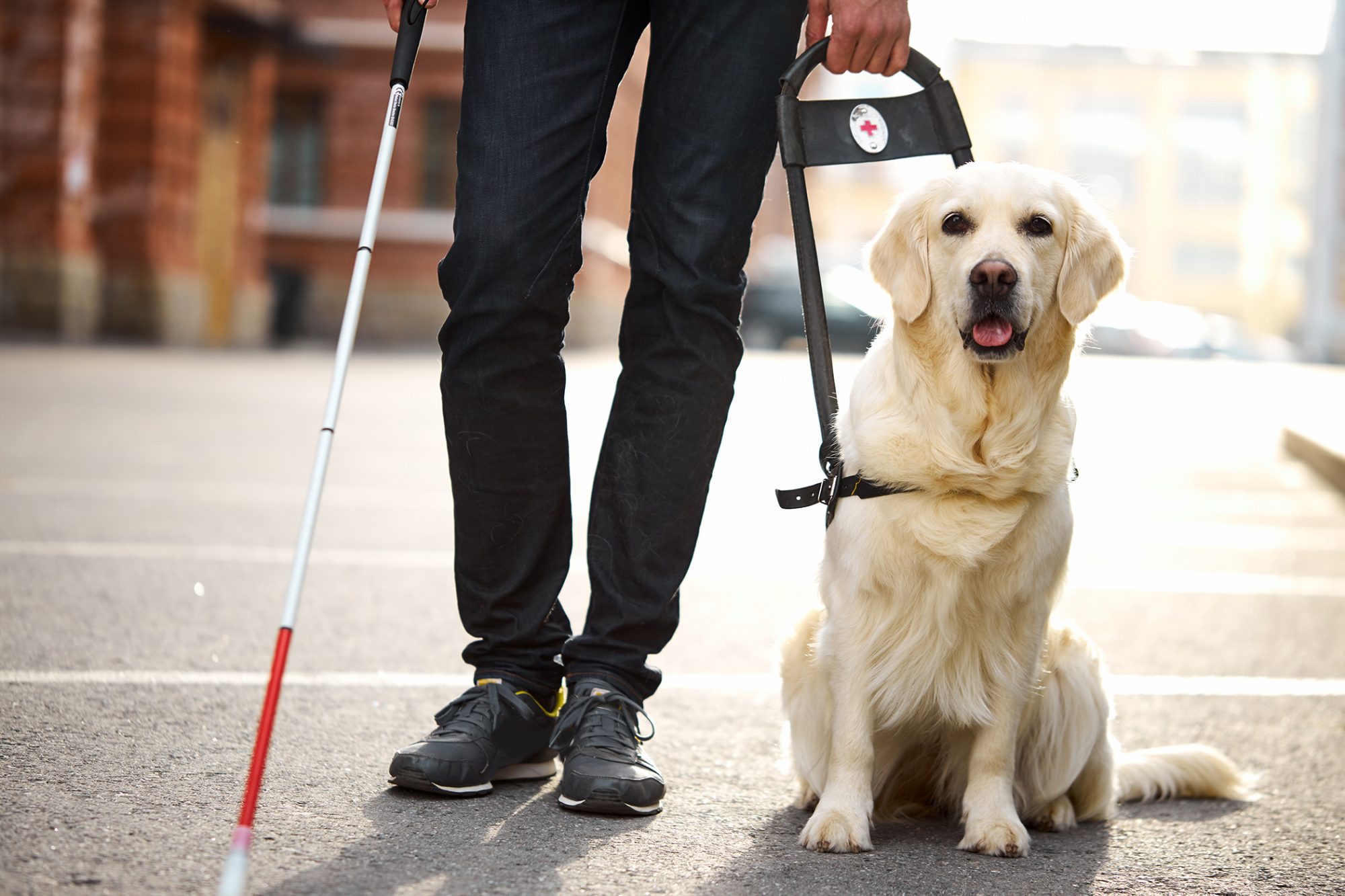 Can Service Dogs Help With Anxiety Baggout